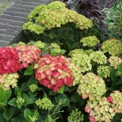 MAGICAL® EVERLASTING CRIMSON HYDRANGEA -Greenscape Shop DETA3 5423
