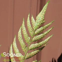 JURASSIC™ STEGOSAURUS JAPANESE HOLLY FERN 7 JURASSIC™ STEGOSAURUS JAPANESE HOLLY FERN -Greenscape Shop DETA3 5564