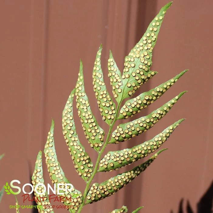 JURASSIC™ STEGOSAURUS JAPANESE HOLLY FERN 5 JURASSIC™ STEGOSAURUS JAPANESE HOLLY FERN - Image 3