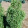 ANGEL FALLS WEEPING EASTERN WHITE PINE -Greenscape Shop DETA3 5586