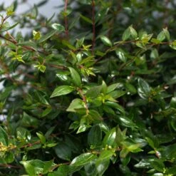 APPLE PERFECTION™ ABELIA -Greenscape Shop DETA3 5659