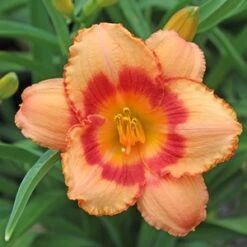 STRAWBERRY CANDY DAYLILY 9 STRAWBERRY CANDY DAYLILY -Greenscape Shop DETA3 568