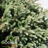 BLUE MOON SAWARA FALSE CYPRESS -Greenscape Shop DETA3 5699