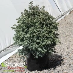 CURLY TOPS SAWARA FALSE CYPRESS -Greenscape Shop DETA3 5702