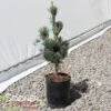 BLUE SHORT-NEEDLED JAPANESE WHITE PINE 2 BLUE SHORT-NEEDLED JAPANESE WHITE PINE -Greenscape Shop DETA3 5712