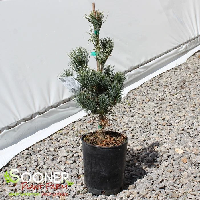BLUE SHORT-NEEDLED JAPANESE WHITE PINE 3 BLUE SHORT-NEEDLED JAPANESE WHITE PINE