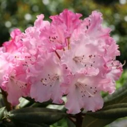DANDY MAN COLOR WHEEL® RHODODENDRON -Greenscape Shop DETA3 5763