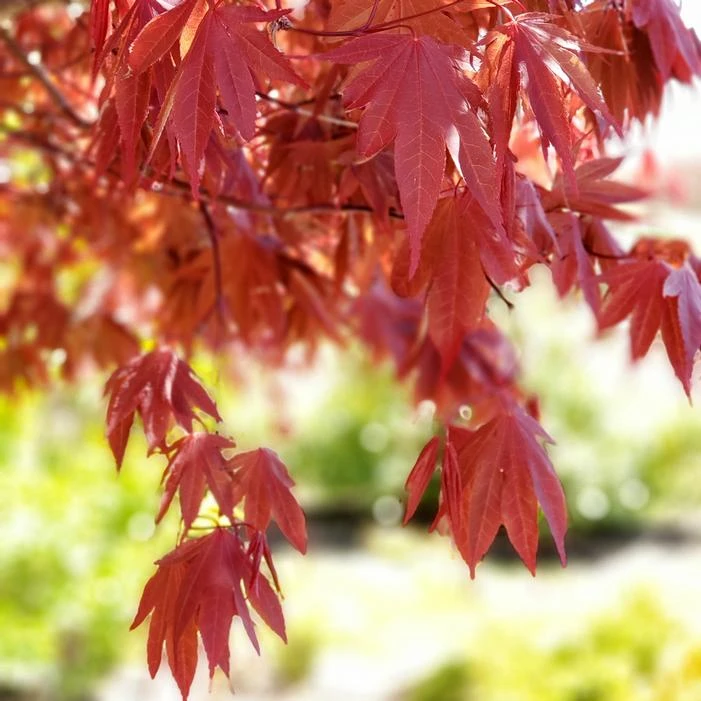 SAMURAI SWORD™ UPRIGHT JAPANESE MAPLE 3 SAMURAI SWORD™ UPRIGHT JAPANESE MAPLE