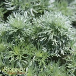 SILVER MOUND WORMWOOD -Greenscape Shop DETA3 587