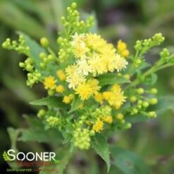 LITTLE LEMON GOLDENROD -Greenscape Shop DETA3 588