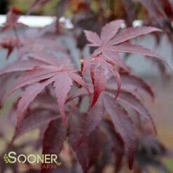 BLOODGOOD UPRIGHT JAPANESE MAPLE 8 BLOODGOOD UPRIGHT JAPANESE MAPLE -Greenscape Shop DETA3 60