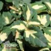 MOONSHADOW EUONYMUS -Greenscape Shop DETA3 633