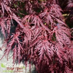TAMUKEYAMA WEEPING JAPANESE MAPLE 9 TAMUKEYAMA WEEPING JAPANESE MAPLE -Greenscape Shop DETA3 693