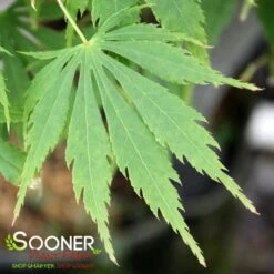 OMURA YAMA UPRIGHT JAPANESE MAPLE -Greenscape Shop DETA3 709