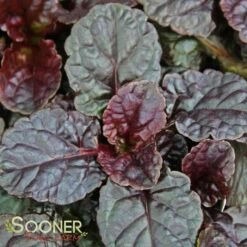 WALBERTON'S® BLACK SCALLOP AJUGA -Greenscape Shop DETA3 816