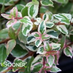 MARDI GRAS ABELIA -Greenscape Shop DETA3 897