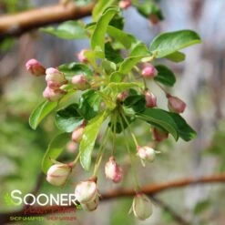 GOLDEN RAINDROPS® CRABAPPLE -Greenscape Shop DETA4 1028