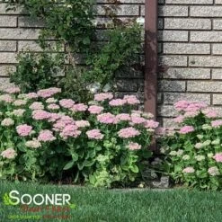AUTUMN JOY SEDUM 8 AUTUMN JOY SEDUM -Greenscape Shop DETA4 1171