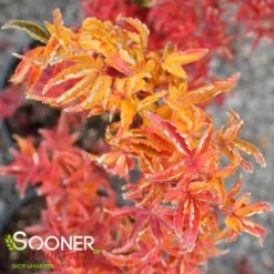 LION'S HEAD UPRIGHT JAPANESE MAPLE -Greenscape Shop DETA4 1199