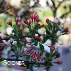 SARGENT TINA CRABAPPLE -Greenscape Shop DETA4 1303