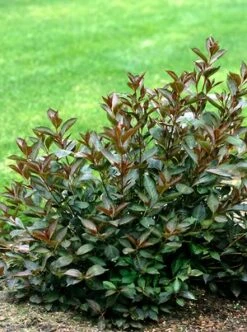 WINE & ROSES® WEIGELA 8 WINE & ROSES® WEIGELA -Greenscape Shop DETA4 150