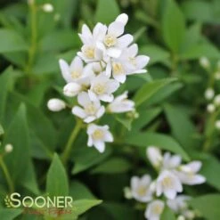NIKKO SLENDER DEUTZIA -Greenscape Shop DETA4 1581