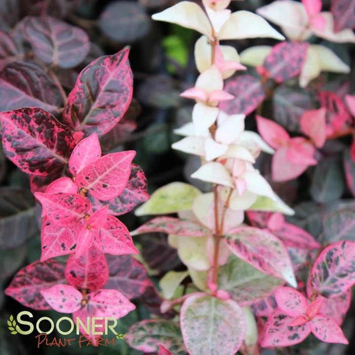 SNOW N SUMMER™ ASIATIC JASMINE 4 SNOW N SUMMER™ ASIATIC JASMINE - Image 2