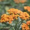 TERRA COTTA YARROW -Greenscape Shop DETA4 1721