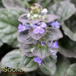 CATLIN'S GIANT AJUGA -Greenscape Shop DETA4 1723