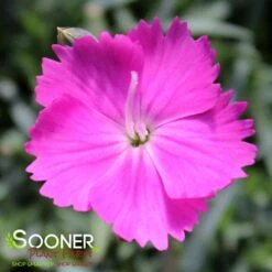 FIREWITCH DIANTHUS -Greenscape Shop DETA4 1744