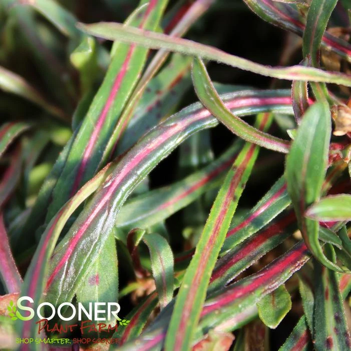 SISKIYOU PINK WAND FLOWER 3 SISKIYOU PINK WAND FLOWER