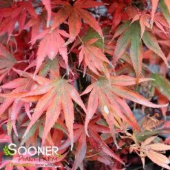 SHAINA DWARF UPRIGHT JAPANESE MAPLE 9 SHAINA DWARF UPRIGHT JAPANESE MAPLE -Greenscape Shop DETA4 1874
