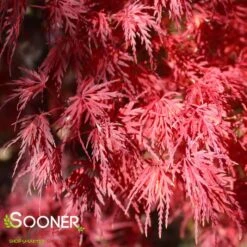 SEIRYU UPRIGHT JAPANESE MAPLE -Greenscape Shop DETA4 1875