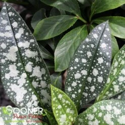 TREVI FOUNTAIN LUNGWORT -Greenscape Shop DETA4 1927