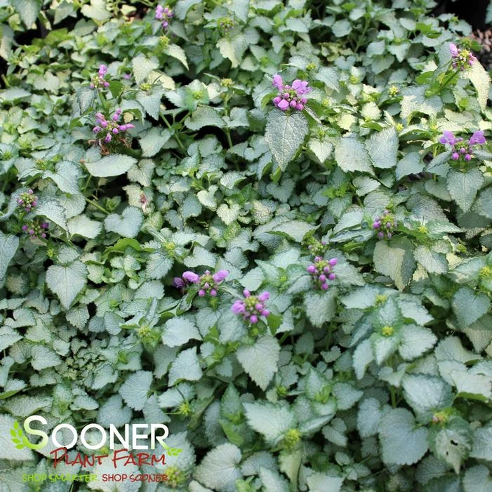 ORCHID FROST SPOTTED DEADNETTLE 4 ORCHID FROST SPOTTED DEADNETTLE - Image 2