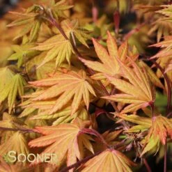 AUTUMN MOON UPRIGHT JAPANESE MAPLE -Greenscape Shop DETA4 2092