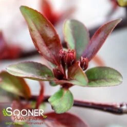 PRAIRIFIRE CRABAPPLE -Greenscape Shop DETA4 23