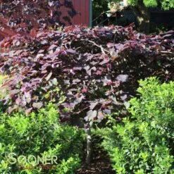 RUBY FALLS WEEPING REDBUD 13 RUBY FALLS WEEPING REDBUD -Greenscape Shop DETA4 2311