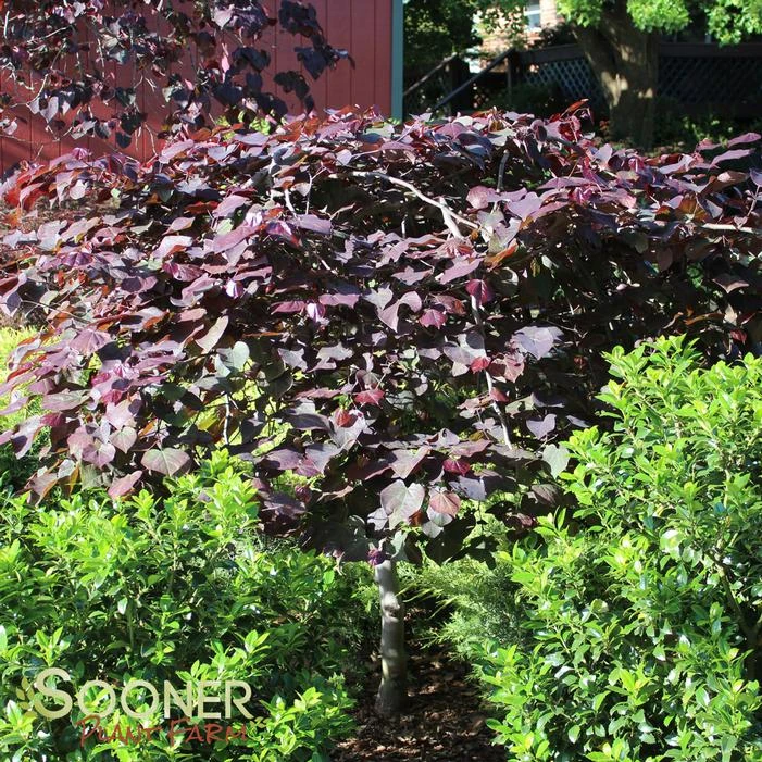 RUBY FALLS WEEPING REDBUD 8 RUBY FALLS WEEPING REDBUD - Image 6