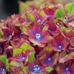 PISTACHIO HYDRANGEA -Greenscape Shop DETA4 2500