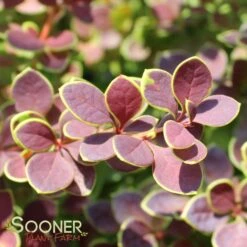 SUNJOY® TANGELO BARBERRY -Greenscape Shop DETA4 2569