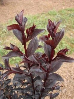 MIDNIGHT MAGIC™ CRAPEMYRTLE -Greenscape Shop DETA4 2671