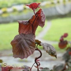 RED DRAGON CONTORTED FILBERT -Greenscape Shop DETA4 3068