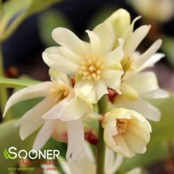 PURPLE GLAZE™ ILLICIUM 9 PURPLE GLAZE™ ILLICIUM -Greenscape Shop DETA4 3290