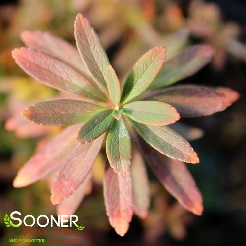 WEDDING CAKE® SPIRAEA 4 WEDDING CAKE® SPIRAEA - Image 2