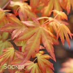 ORANGE DREAM UPRIGHT JAPANESE MAPLE -Greenscape Shop DETA4 3415