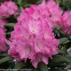 DANDY MAN® PINK RHODODENDRON 11 DANDY MAN® PINK RHODODENDRON -Greenscape Shop DETA4 3446