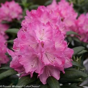 DANDY MAN® PINK RHODODENDRON 7 DANDY MAN® PINK RHODODENDRON - Image 5