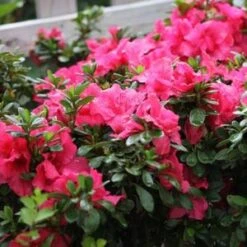BLOOM-A-THON® HOT PINK AZALEA 11 BLOOM-A-THON® HOT PINK AZALEA -Greenscape Shop DETA4 3448