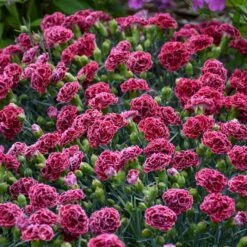 FRUIT PUNCH® CHERRY VANILLA DIANTHUS -Greenscape Shop DETA4 3632